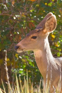 Mule Deer