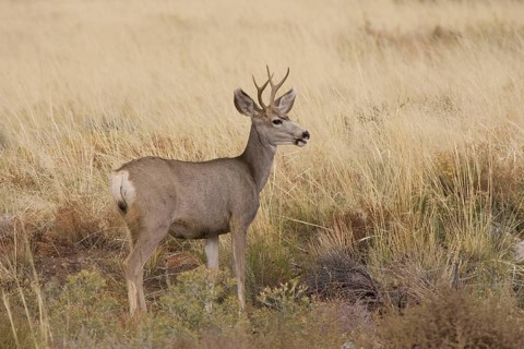 Mule Deer