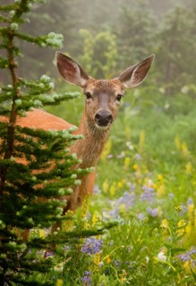 Columbian Black-tailed Deer