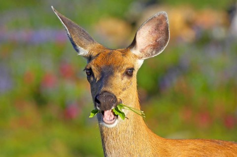 Columbian black-tailed deer