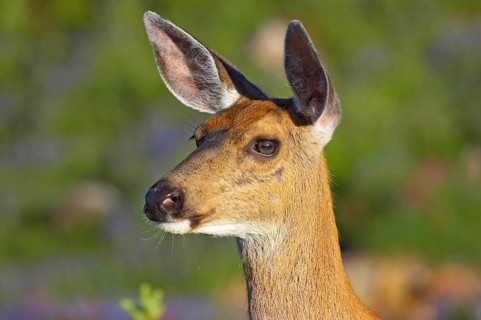 Columbian black-tailed deer