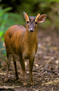 Chinese chinese muntjac