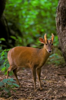 Chinese chinese muntjac