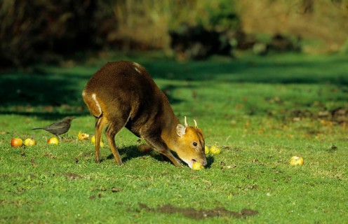 Chinese chinese muntjac