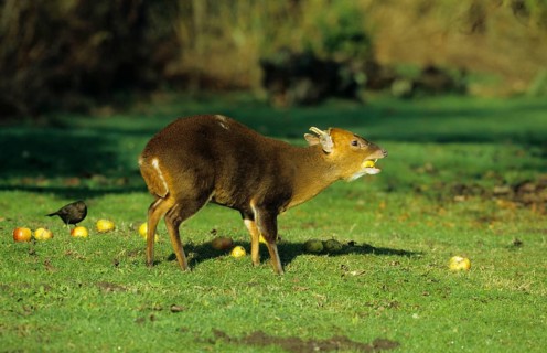 Chinese chinese muntjac
