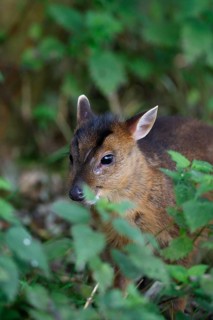 Chinese Muntjac