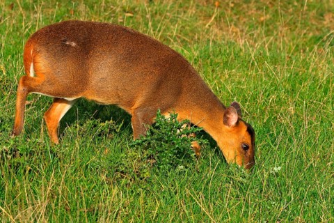 Chinese chinese muntjac