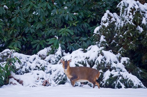 Chinese chinese muntjac