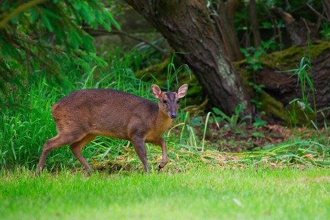 Chinese chinese muntjac