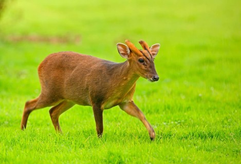Chinese chinese muntjac