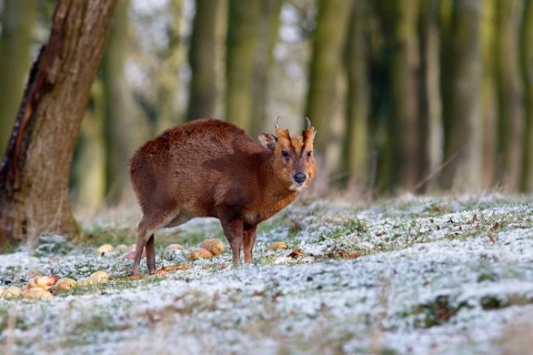 Chinese Muntjac
