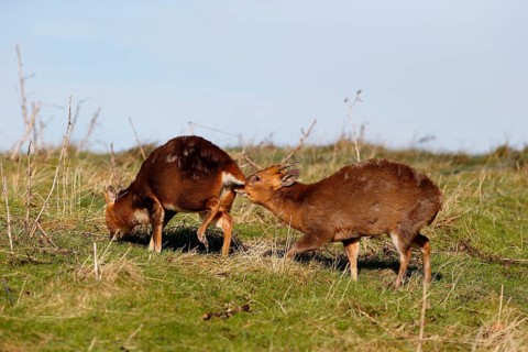 Chinese Muntjac
