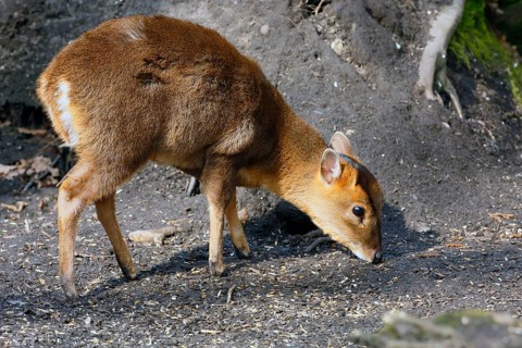 Chinese chinese muntjac