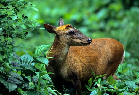 Indian muntjac