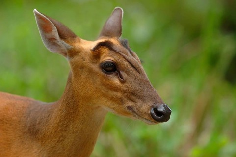 Indian Muntjac