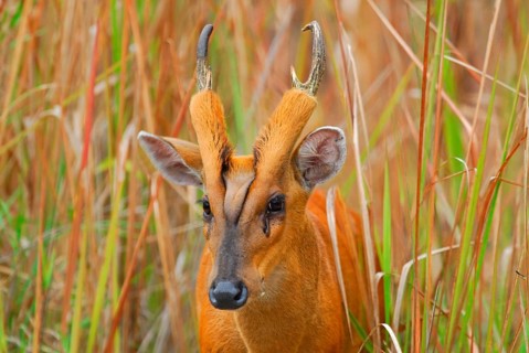 Indian Muntjac