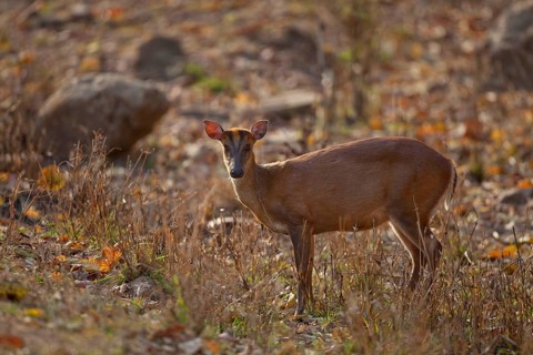 Indian muntjac