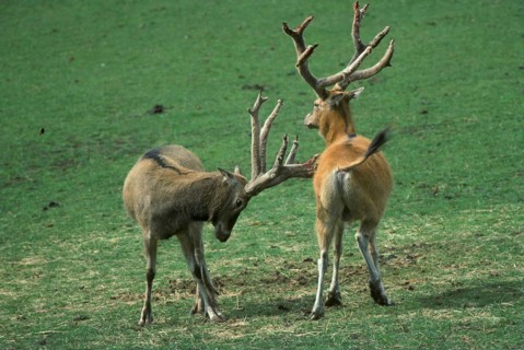 David's deer