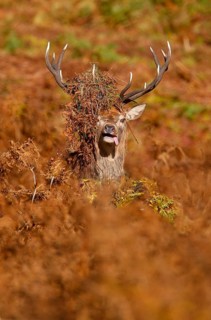 Red deer