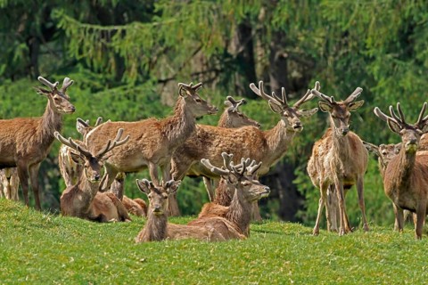 Red deer