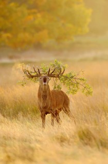 Red deer