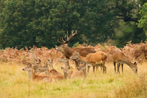 Red deer