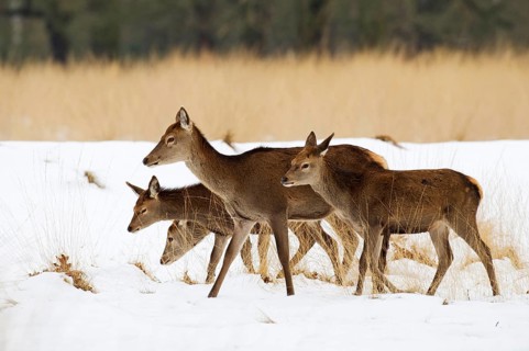Red deer