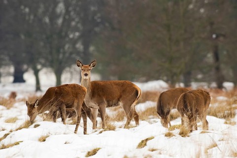 Red deer