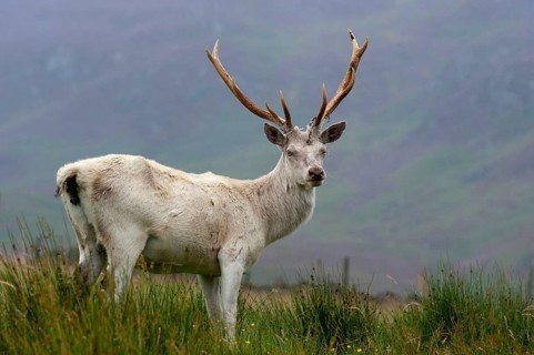 Red deer