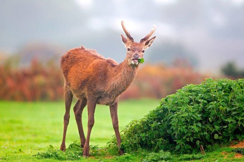 Red Deer