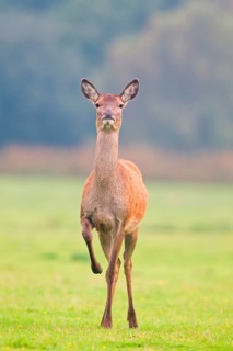 Red Deer