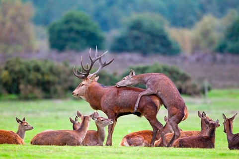 Red deer