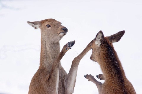 Red deer