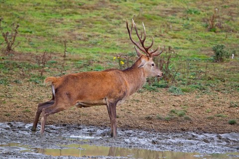 Red deer