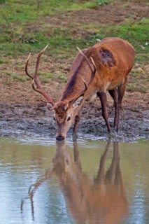 Red deer