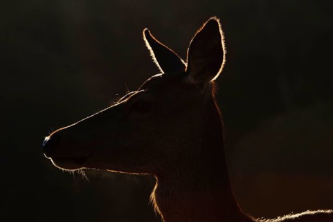 Red deer