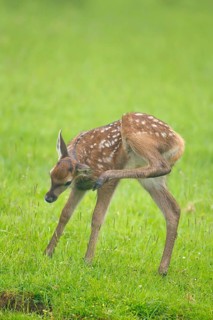 Red deer