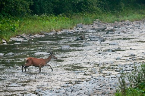 Red deer