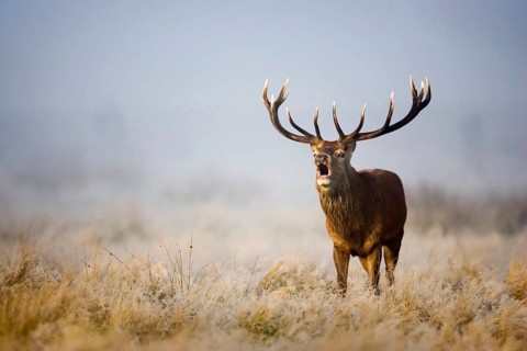 Red deer