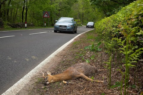 Roe deer