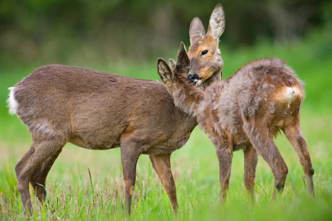 Roe Deer