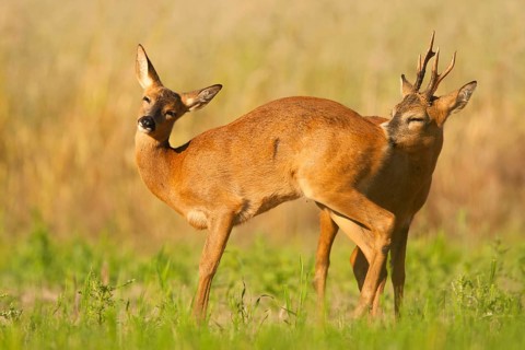 Western Roe Deer