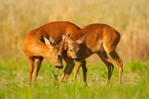 Western Roe Deer