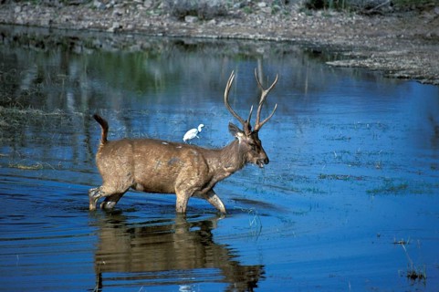 Sambar Deer