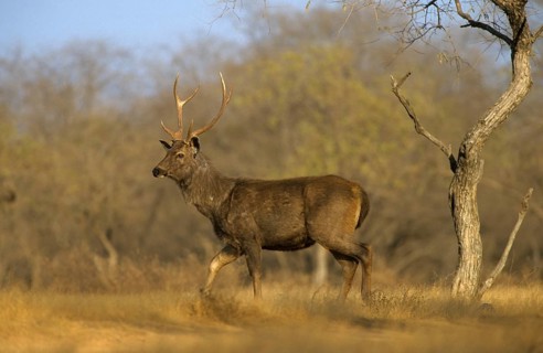 Sambar deer