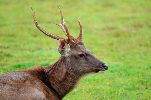 Sambar