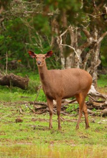 Sambar deer