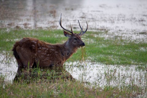 Sambar deer