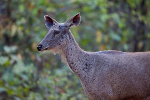 Sambar deer