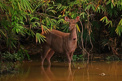 Sambar deer